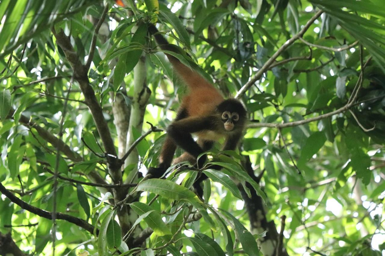 Four Monkeys Eco Lodge Jungle & Beach - The House Cabo Matapalo Esterno foto
