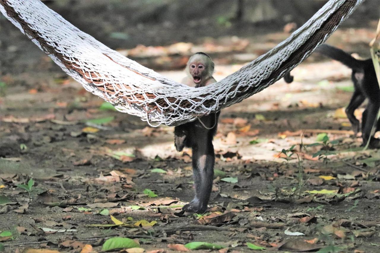 Four Monkeys Eco Lodge Jungle & Beach - The House Cabo Matapalo Esterno foto