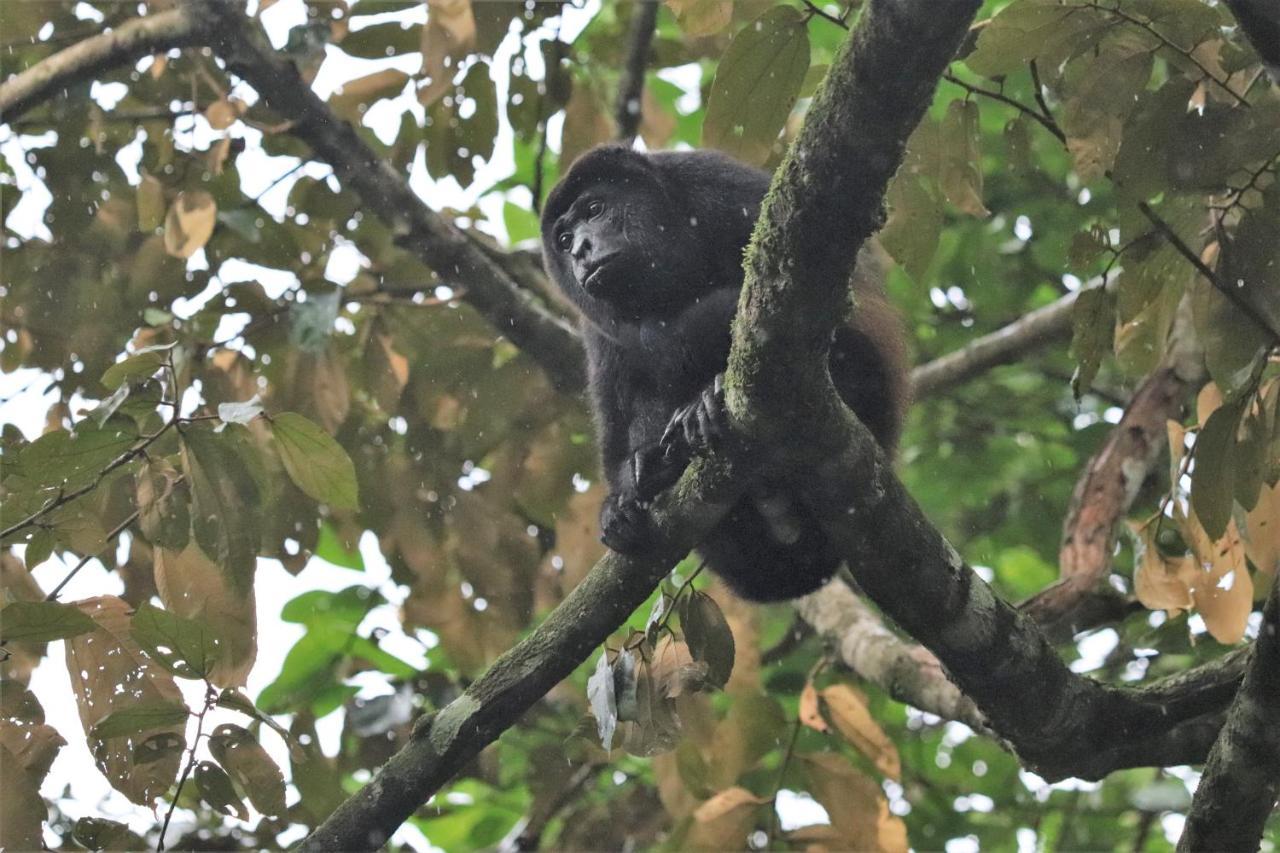 Four Monkeys Eco Lodge Jungle & Beach - The House Cabo Matapalo Esterno foto