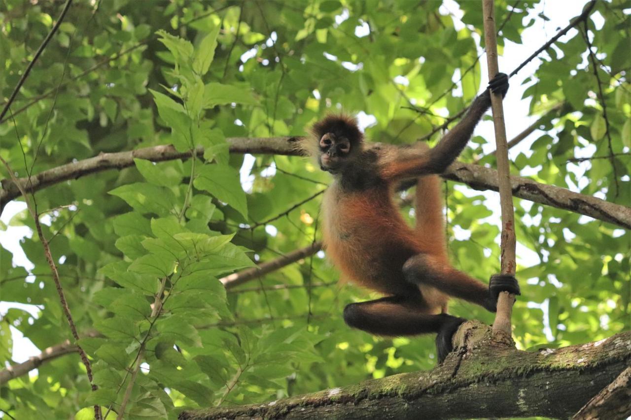 Four Monkeys Eco Lodge Jungle & Beach - The House Cabo Matapalo Esterno foto