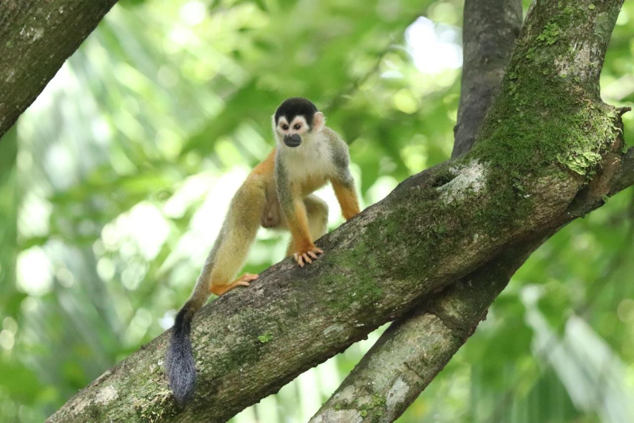 Four Monkeys Eco Lodge Jungle & Beach - The House Cabo Matapalo Esterno foto