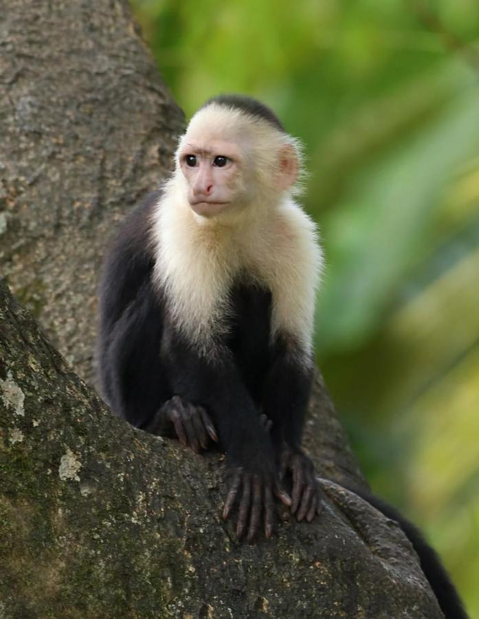 Four Monkeys Eco Lodge Jungle & Beach - The House Cabo Matapalo Esterno foto